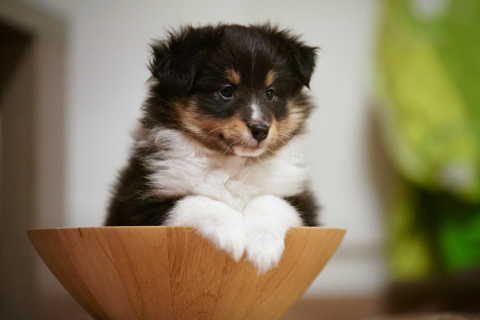hlídač Loki